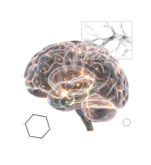 Brain Model 3D Demo